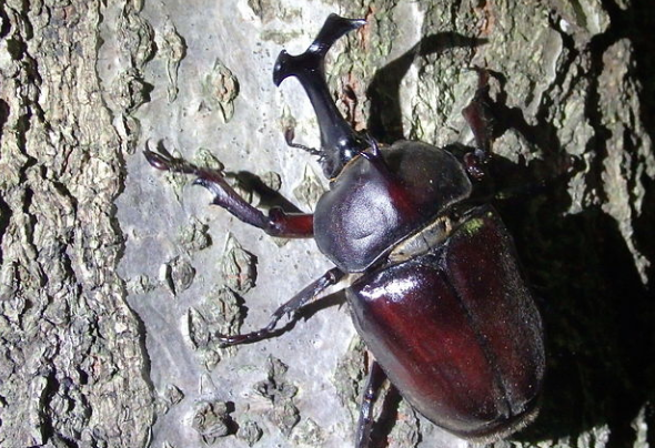 初心者 カブトムシ 飼育