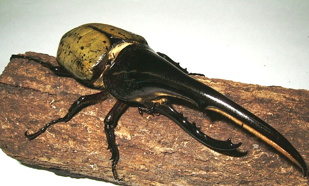 必読 ヘラクレスオオカブトの幼虫を大きく育てるコツとは Aruna アルーナ No 1ペット総合サイト