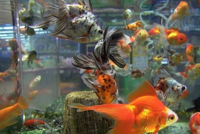 金魚と混泳可能 一緒に飼えるおすすめの魚はこれだ Aruna アルーナ No 1ペット総合サイト