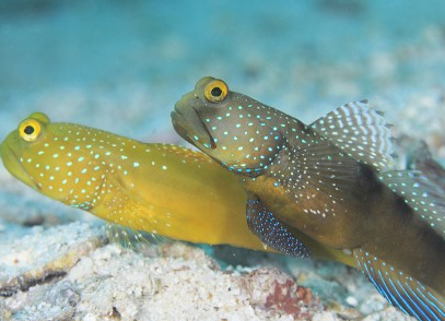 初心者が飼いやすい海水魚はどれ 病気にならない鉄の魚のおすすめを紹介 Aruna アルーナ No 1ペット総合サイト