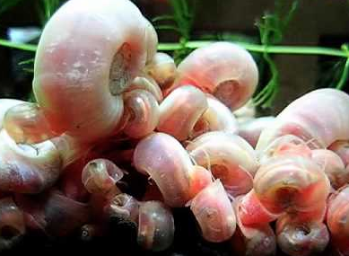 石巻貝の飼育や繁殖 寿命やコケ取り性能について Aruna アルーナ No 1ペット総合サイト