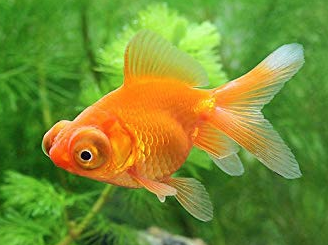 金魚の産卵と繁殖について徹底解説 Aruna アルーナ No 1ペット総合サイト