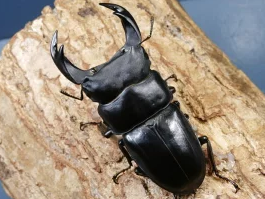 初心者 カブトムシ 飼育