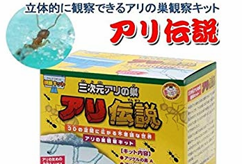 アリ伝説の真実 アリの飼育 繁殖 寿命などについて Aruna アルーナ No 1ペット総合サイト