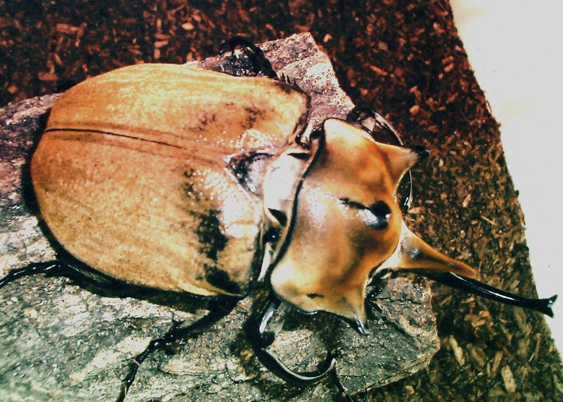 初心者 カブトムシ 飼育