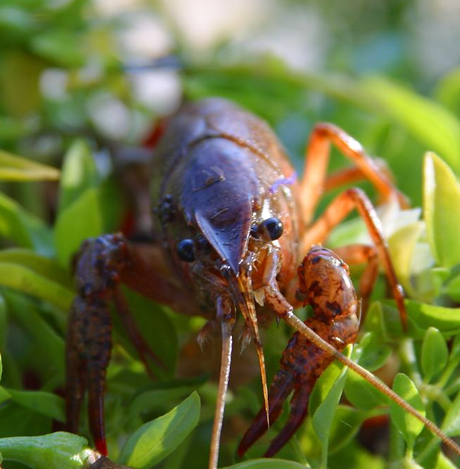 アメリカザリガニの飼育 繁殖について ページ 3 Aruna アルーナ No 1ペット総合サイト