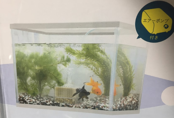 金魚の飼育について徹底解説 小学生でも簡単に金魚が飼える Aruna アルーナ No 1ペット総合サイト