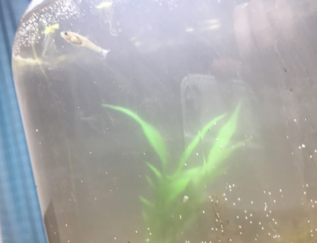 ボトルアクアリウムで飼育しているグッピーの稚魚