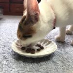 カナガンキャットフードを食べる猫