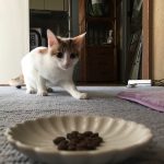 キャットフードに興味を示した猫