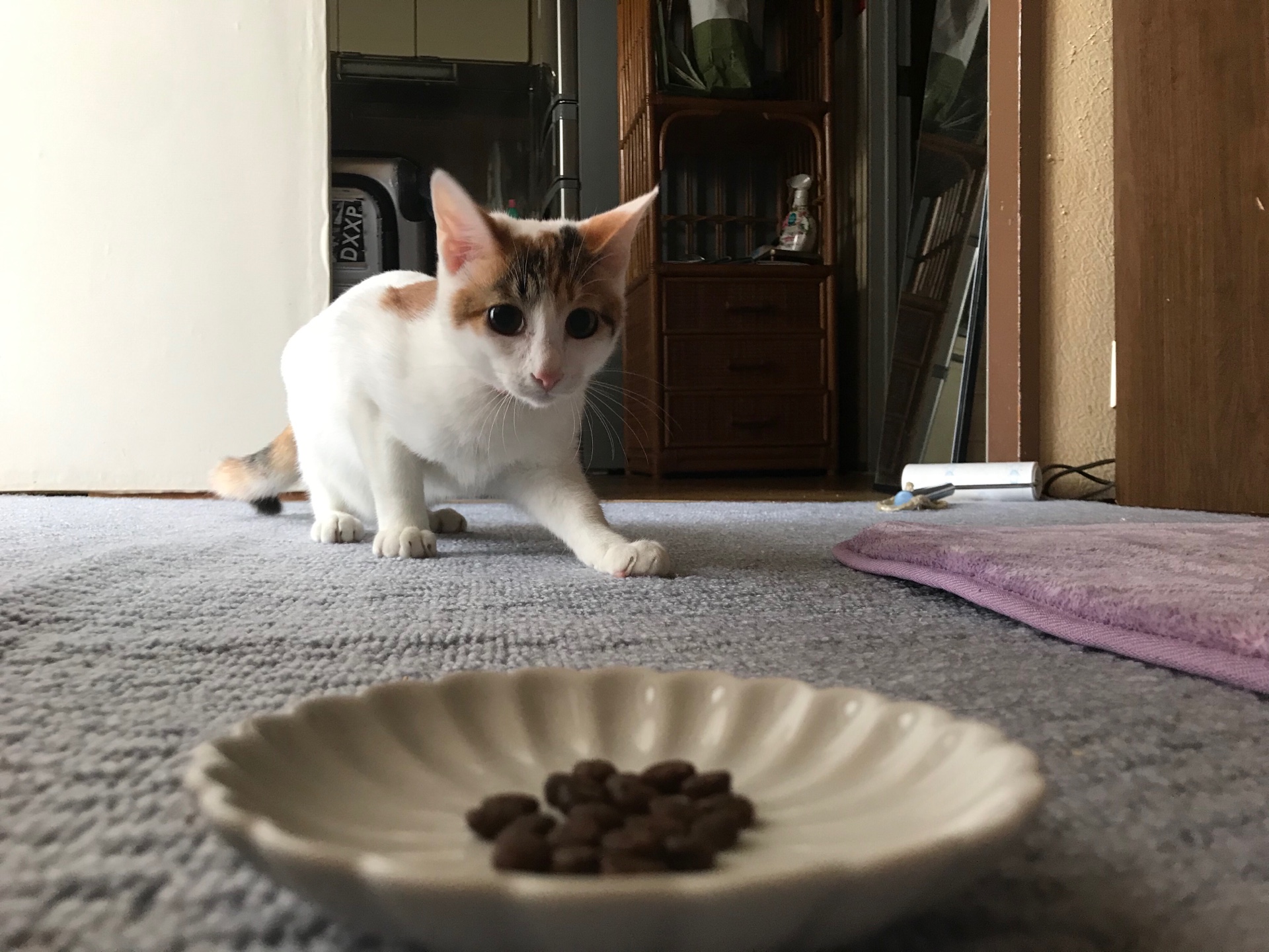 うちの猫に人気なキャットフードランキング！一番よく食べたドライフードのおすすめはコレ！