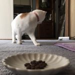 キャットフードに見向きもしない猫