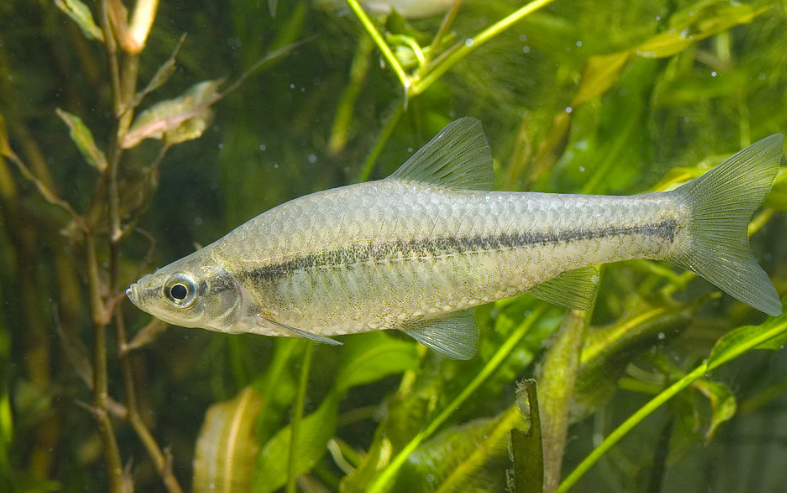 超人気 アブラハヤ 淡水魚 １０匹 観賞魚生体