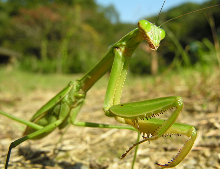 カマキリの飼育 繁殖について Aruna アルーナ No 1ペット総合サイト